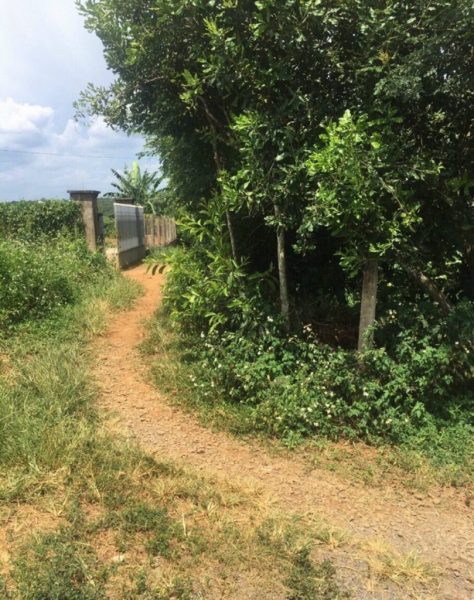 Bán lô đất 1 hecta (1000m2) tại đường Đức Giang 1, Lộc Đức, Bảo Lâm, Lâm Đồng